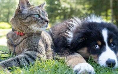 Dogs Boost Baby Immunity – Cats, Less So