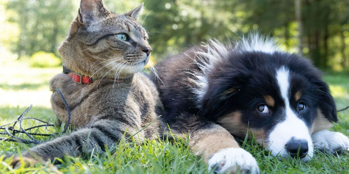 A Dog & Cat Laying in the Grass – Family Pet Benefits A Dog & Cat Laying in the Grass - Family Pet Benefits
