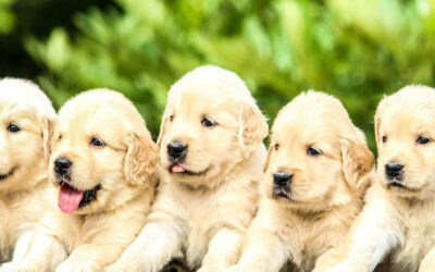 3 Best Purina Pro Plan Performance Dog Foods to Keep Your Pup Healthy and Active