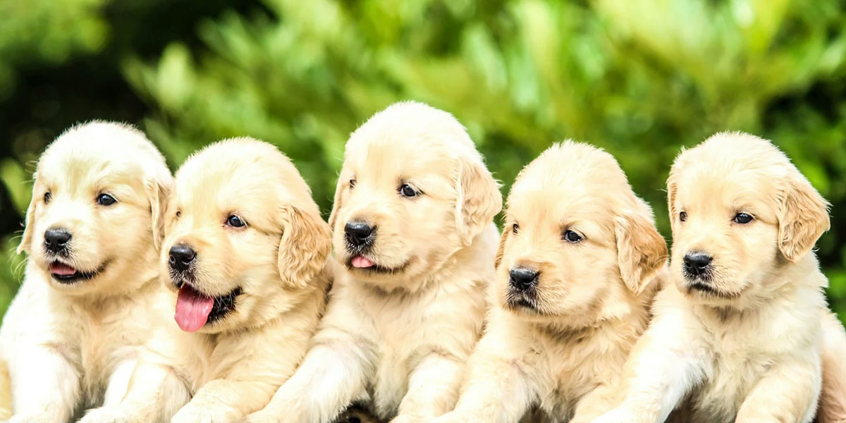 Choosing the Right Family Pet is a Big Decision With So Many Great Choices Choosing the Right Family Pet is a Big Decision With So Many Great Choices