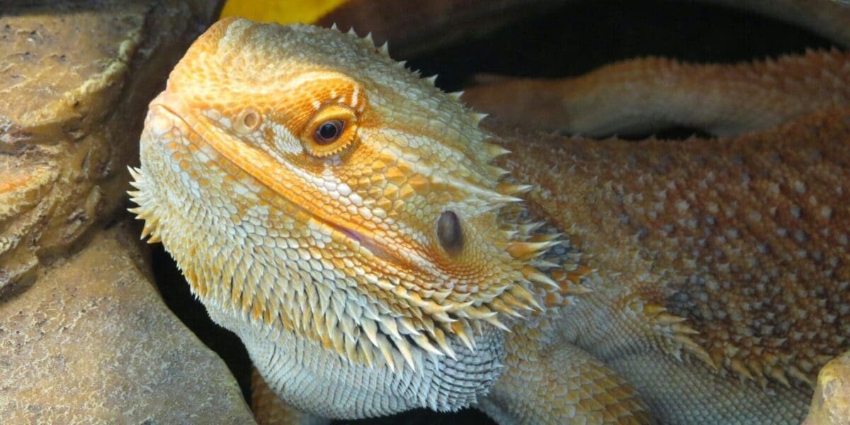 Bearded Dragon Bearded Dragon