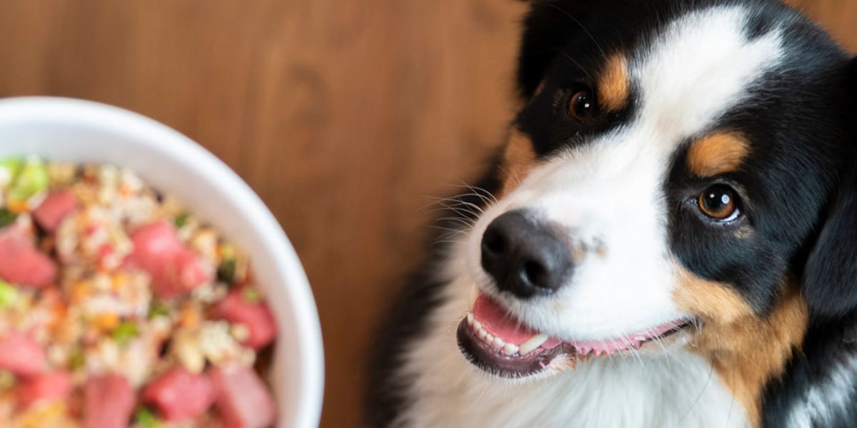 Dr. Harvey's Canine Health Miracle Organic Dehydrated Dog Food