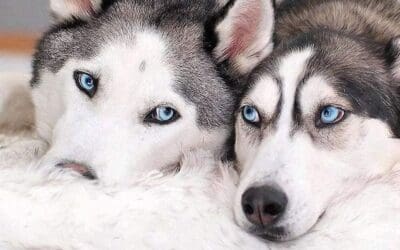 15 Best Dog Beds for Your Furry Friend's Comfort and Style