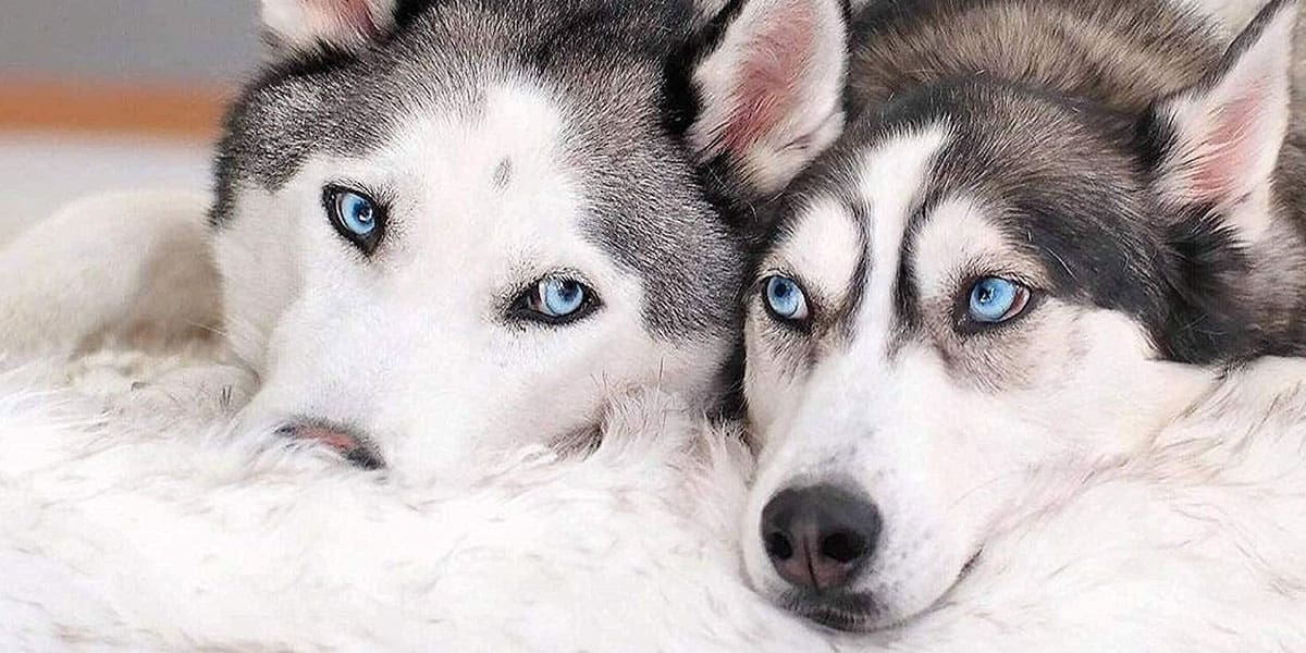 Fluffy Soft Comfortable Dog Bed