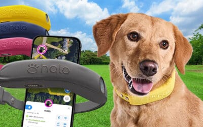 Halo Collar 4 Review: Safety and Freedom Combined