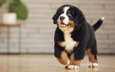 13 Best Purina Pro Plan Dry Dog Foods for Your Pup's Health and Happiness