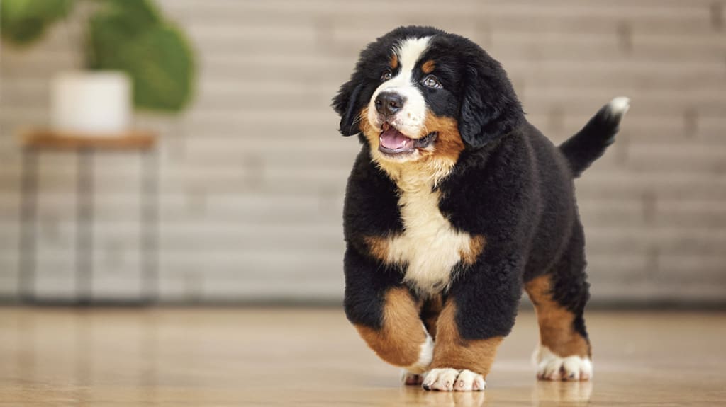 Purina ProPlan Dog Food Purina ProPlan Dog Food