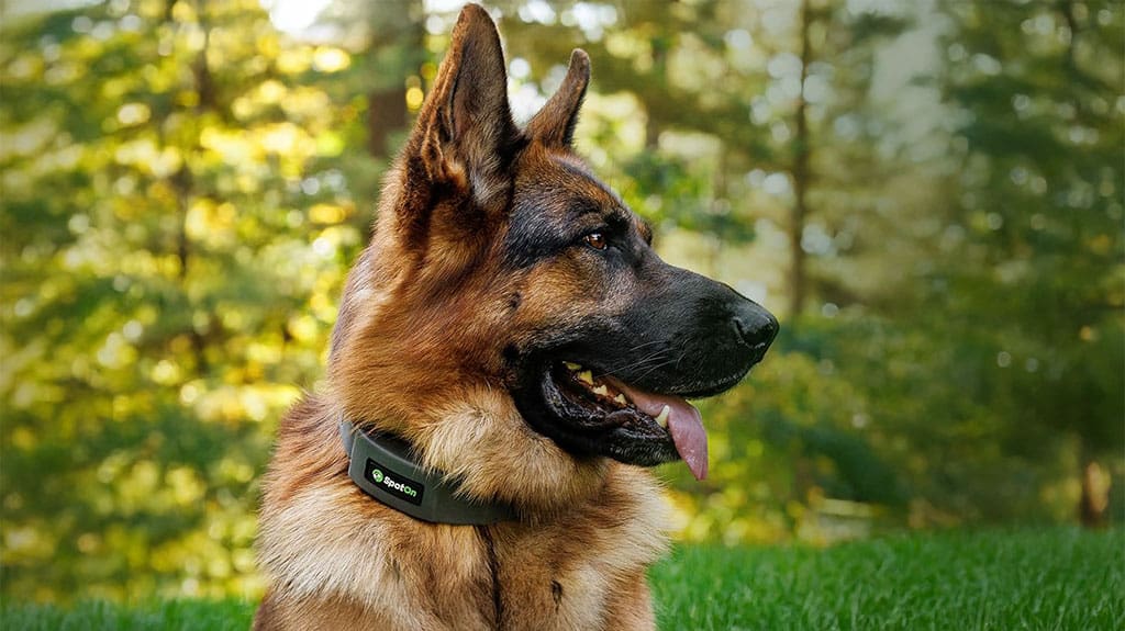 SpotOn GPS Wireless Dog Fence Collar System to Help Keep Your Best Friend Safe & Free