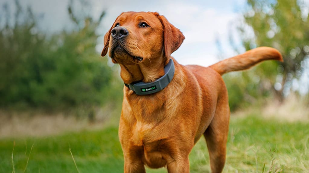 SpotOn GPS Wireless Dog Fence Collar to Help Keep Your Best Friend Safe