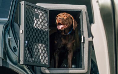 Dakota 283 Hero Kennel Review