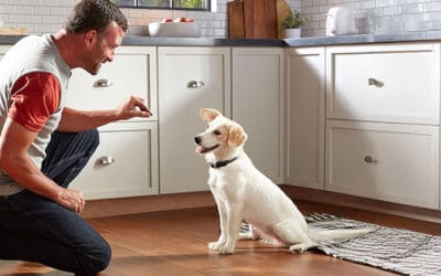 21 Irresistible Dog Training Treats for a Happy Pup