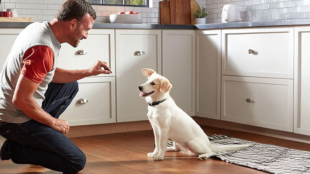 Dog Training Treats for a Happy Pup Dog Training Treats for a Happy Pup