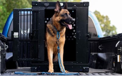 Heavy Duty Dog Crate Review: Is It Worth It