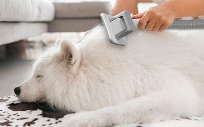 Essential Dog Grooming Tools Every Pet Owner Needs