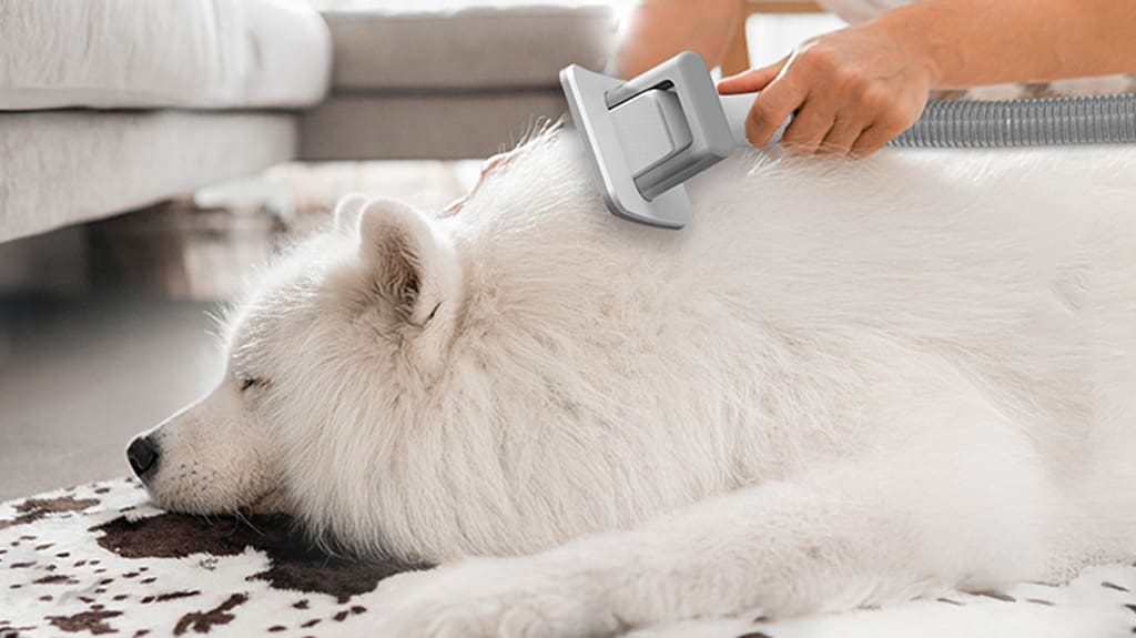 Pet Grooming Tools to Have Pet Grooming Tools to Have
