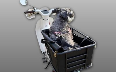 Bike Dog Carrier Rear Mount Review