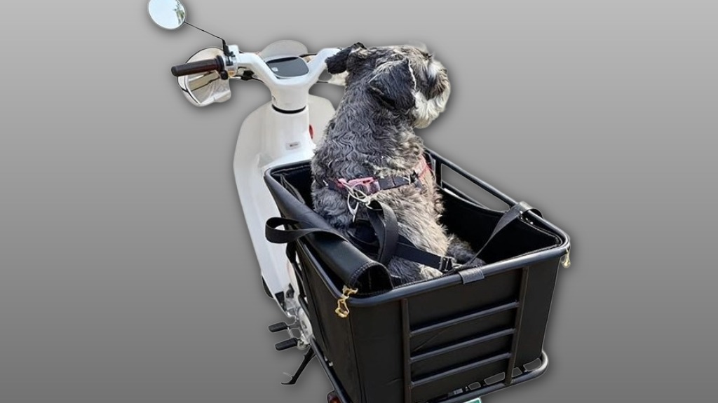 rear mounted bicycle dog carrier rear mounted bicycle dog carrier