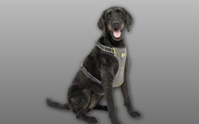 Kurgo Impact Dog Car Harness Review