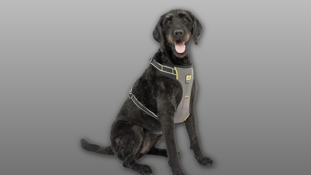 secure padded crash tested restraint