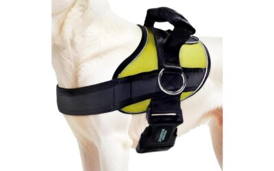 Joyride Harness 2.0 Review